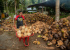 印尼栋加拉椰子进入收获季
