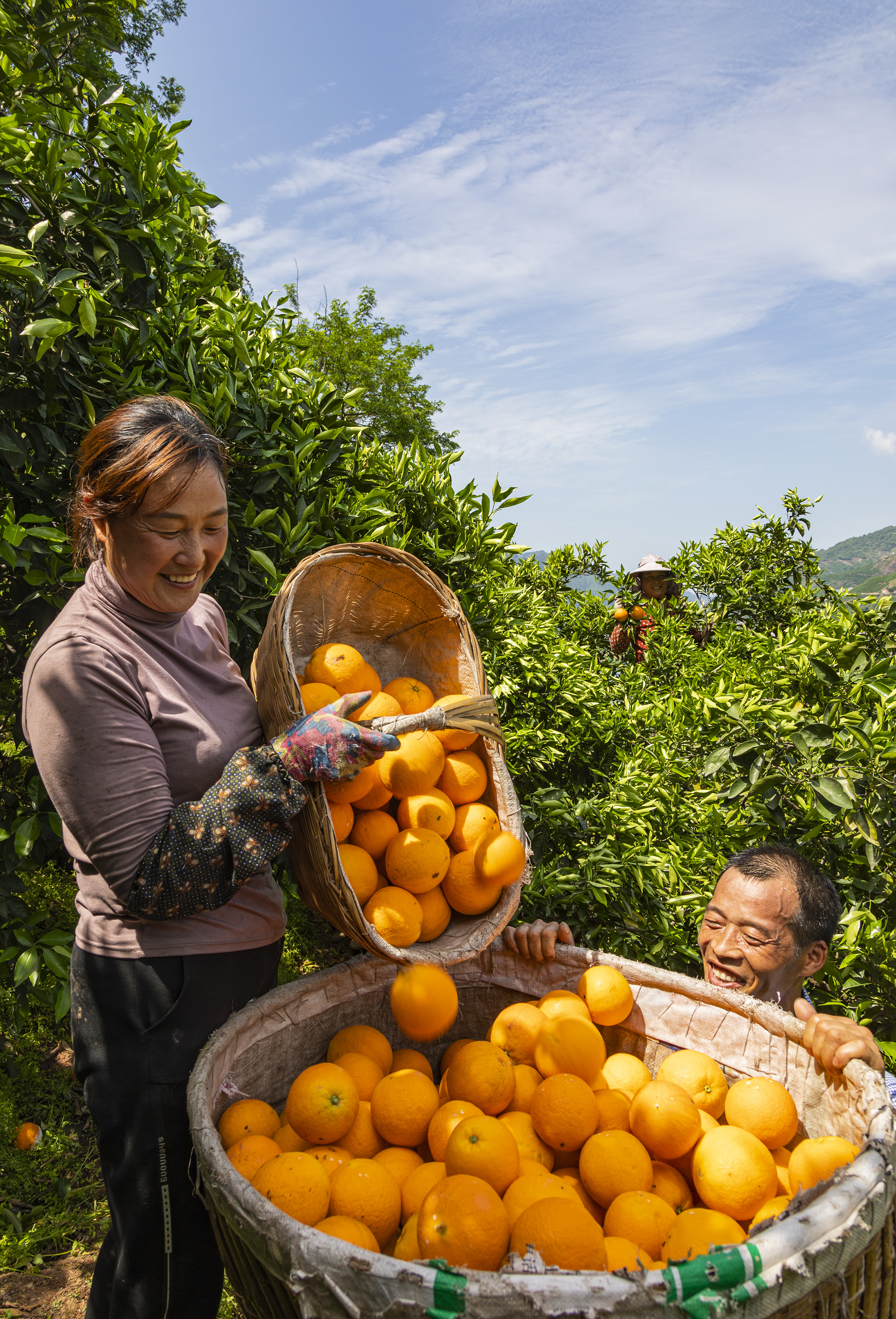 16 湖北省秭归县水田坝乡下坝村村民将刚收获的脐橙装筐准备转运。新华社发（向红梅 摄）.JPG
