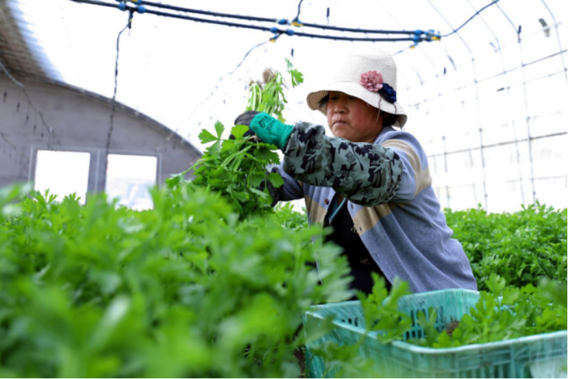 12 在山东省青岛西海岸新区大场镇一家蔬菜基地，农民在大棚内收获蔬菜。新华社发（王培珂 摄）.png