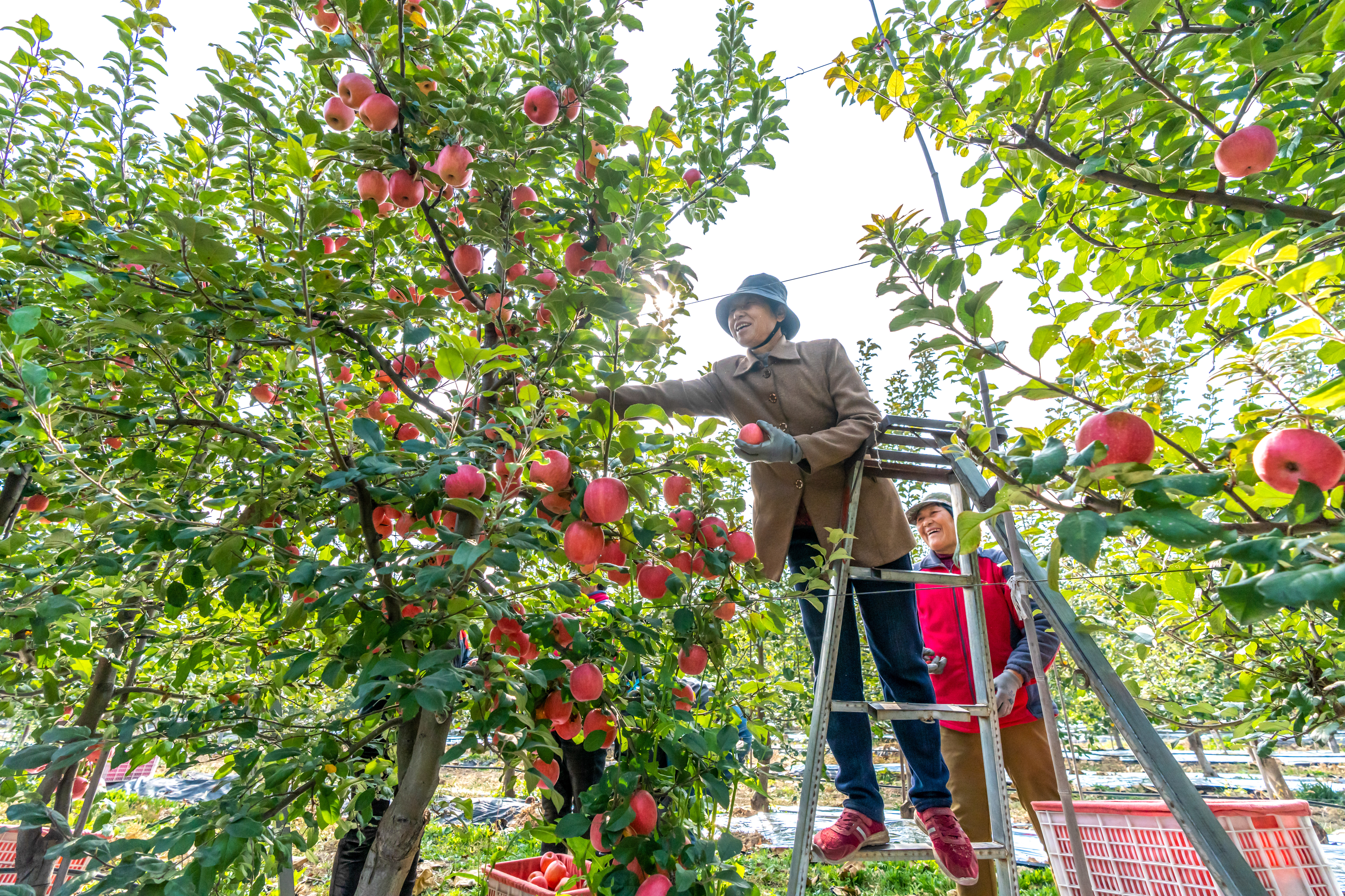 23 山西省运城市，果园内一派繁忙的丰收景象。新华网发（闫鑫 摄）.jpg