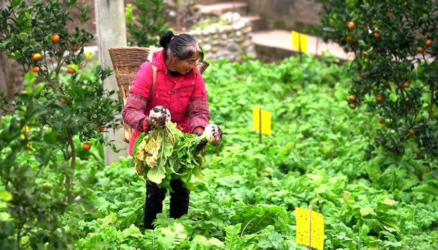 22 重庆市綦江区赶水镇石房村，一位当地村民正在地里采摘草蔸萝卜。新华网 马天龙 摄.jpg