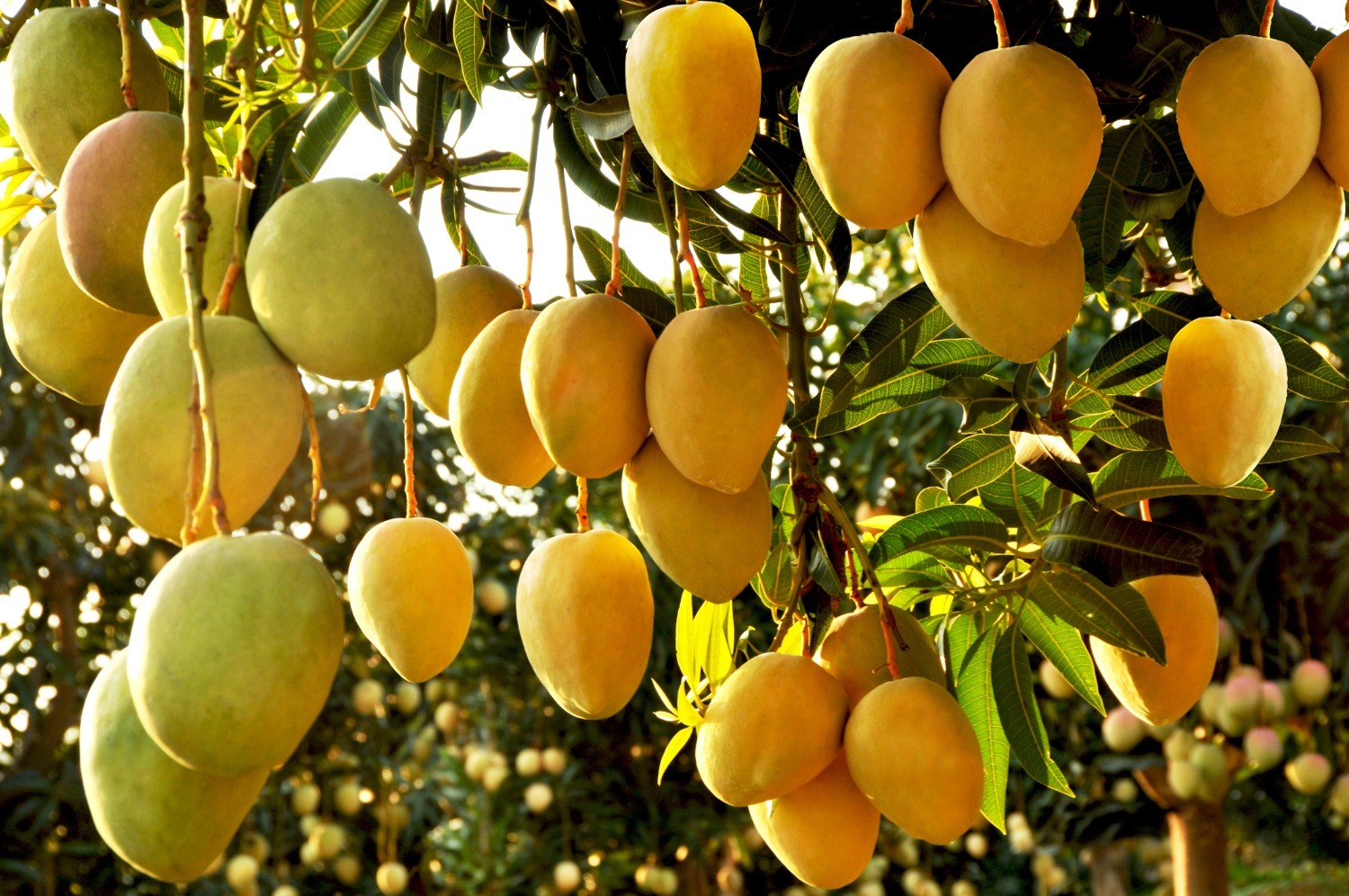 图为成熟的丽江芒果  李良华拍摄于2022年10月9日.jpg