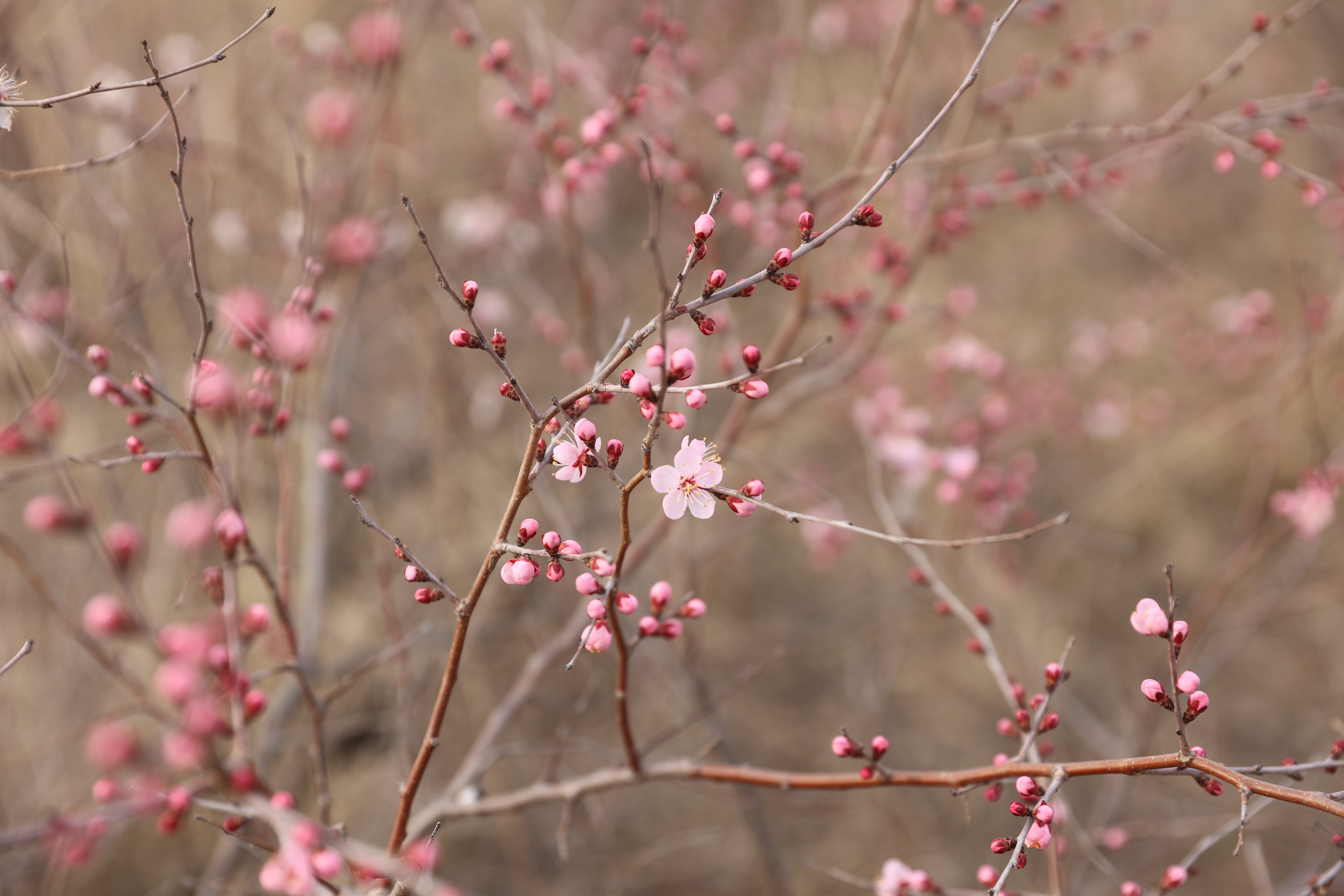一簇簇绽蕾吐苞。（梁永峰）