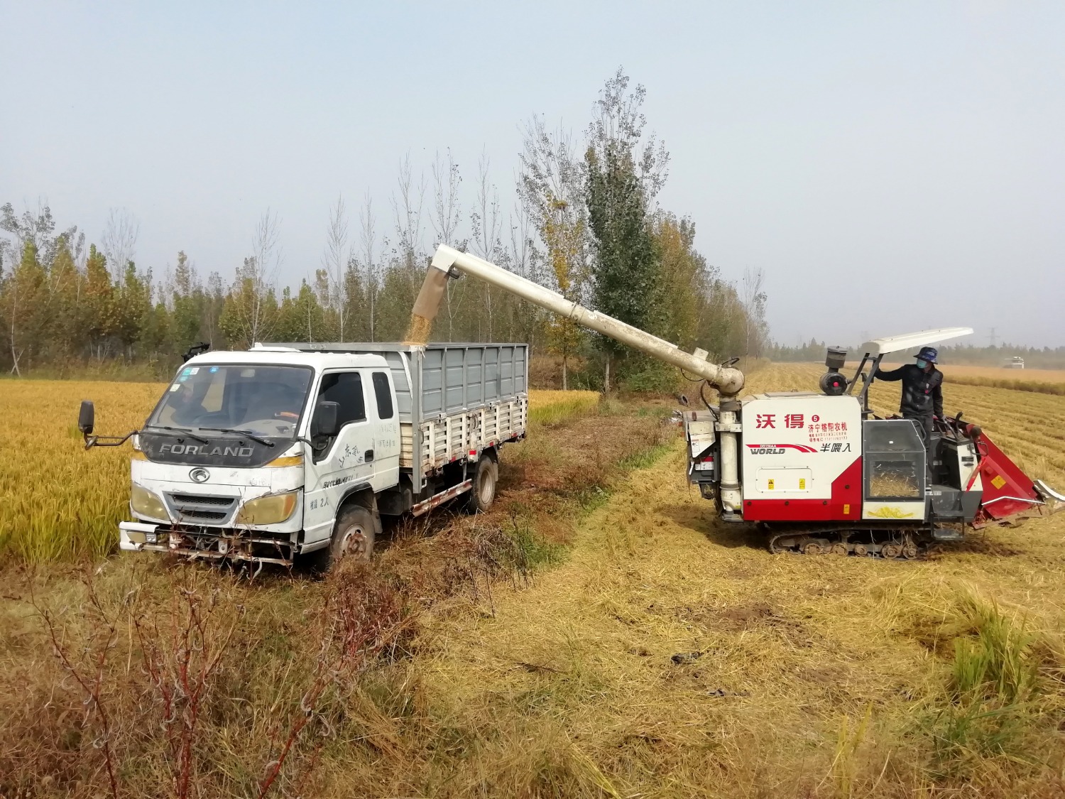 李阁镇驰润“稻虾共作”示范园水稻机械化收割现场2.jpg